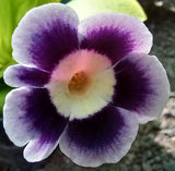 Primula auricula 'Blue Yodeller' (Alpine)