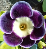 Primula auricula 'Blue Yodeller' (Alpine)