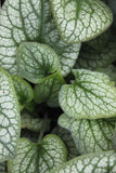 Brunnera macrophylla 'Alexander's Great'