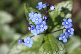 Brunnera macrophylla 'Alexander's Great'