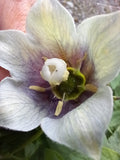 Codonopsis cardiophylla (Bonnet bellflower)