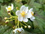 Diphylleia cymosa