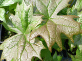 Diphylleia cymosa