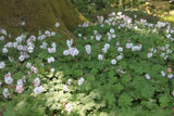 Geranium x cantabrigiense 'St Ola'