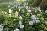 Geranium x cantabrigiense 'St Ola'