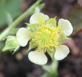 Geum x intermedium 'Hofrennydd'