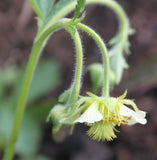 Geum x intermedium 'Hofrennydd'