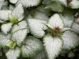 Lamium maculatum 'Orchid Frost'