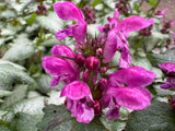 Lamium maculatum 'Orchid Frost'