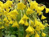 Primula sikkimensis (Sikkim cowslip)
