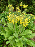 Primula sikkimensis (Sikkim cowslip)