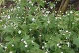 Ranunculus aconitifolius