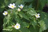 Ranunculus aconitifolius