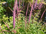 Veronicastrum 'Adoration' (Culver's root)