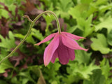 Semiaquilegia ecalcarata