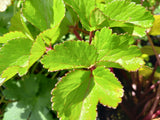 Ligusticum scoticum (Scots Loveage)