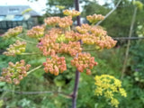 Peucedanum verticillare (Giant Hog Fennel)