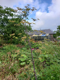 Peucedanum verticillare (Giant Hog Fennel)