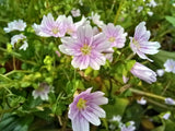 Claytonia sibirica (Pink purslane, Siberian Spring Beauty, Miner's Lettuce)