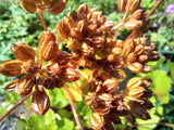Ligusticum scoticum (Scots Loveage)