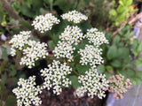 Ligusticum scoticum (Scots Loveage)