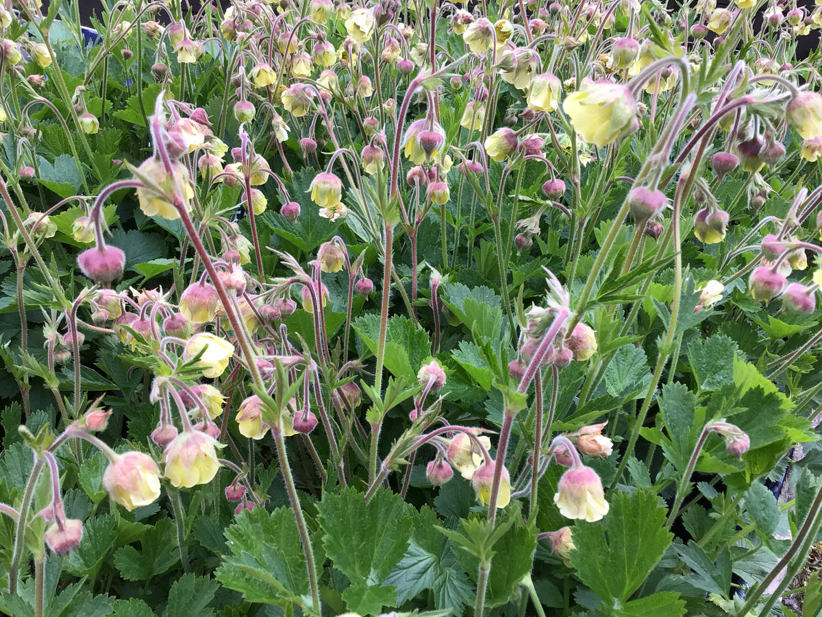 Geum 'Lemon Drops' – Penlan Perennials Nursery