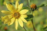 Helianthus 'Lemon Queen'