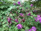 Semiaquilegia ecalcarata