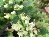 Teucrium scorodonia 'Crispum' (Curly Wood Sage)