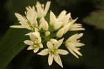 Allium ursinum (Wild Garlic)