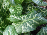 Variagated arrow-shaped leaf of Arum Italicum subsp. Italicum Marmoratu