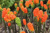 Arum italicum subsp. italicum 'Marmoratum'