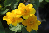 Caltha palustris (Marsh Marigold)