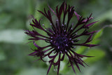 Centaurea montana 'Jordy'
