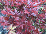 Astilbe 'Fanal' (x arendsii)
