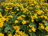 Caltha palustris (Marsh Marigold)