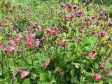 Geum 'Bell Bank'