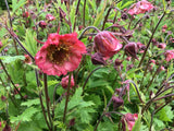 Geum 'Bell Bank'