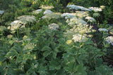 Peucedanum ostruthium 'Daphnis'