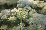 Peucedanum ostruthium 'Daphnis'