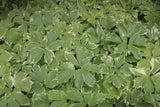 Peucedanum ostruthium 'Daphnis'