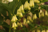 Polygonatum x hybridum (Solomon's seal)