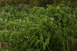 Polygonatum x hybridum (Solomon's seal)