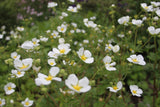 Potentilla rupestris