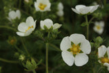 Potentilla rupestris