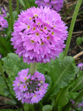 Primula denticulata (Drumstick primula)