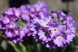 Primula denticulata (Drumstick primula)