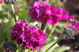Primula denticulata (Drumstick primula)