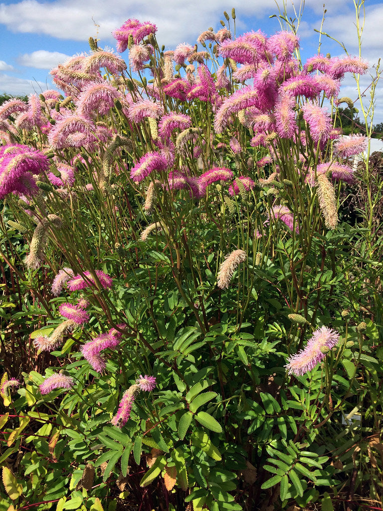 Pimprenelle - Sanguisorba Pink Brushes - Sanguisorbe hybride à fleurs rose frais Pimprenelle - Sanguisorba Pink Brushes - Sanguisorbe hybride à fleurs rose frais