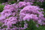 Thalictrum aquilegiifolium (Meadow Rue)